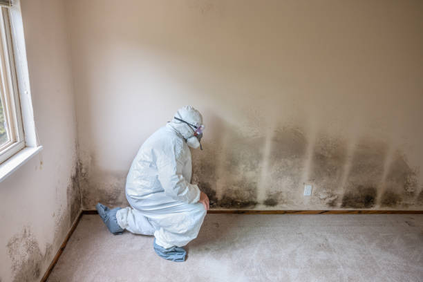 Best White Mold Remediation in Dortches, NC