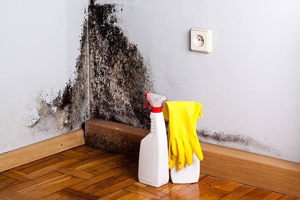 Best Post-Flood Mold Remediation in Dortches, NC