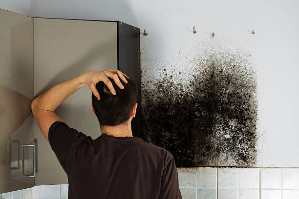 Best Residential Mold Remediation in Dortches, NC