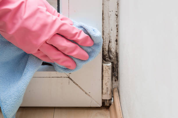 Best Black Mold Remediation in Dortches, NC